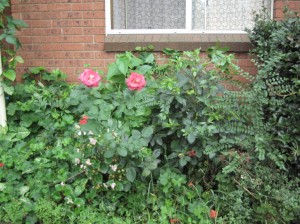 Rose bloom in autumn of 2008.